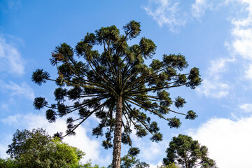 Typical Paraná pine (araucaria angustifolia) grows in cold regions of southern Brazil and produces...