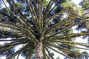 Typical Paraná pine (araucaria angustifolia) grows in cold regions of southern Brazil and produces...