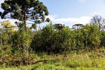 Typical Paraná pine (araucaria angustifolia) grows in cold regions of southern Brazil and produces...
