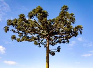 Typical Paraná pine (araucaria angustifolia) grows in cold regions of southern Brazil and produces...