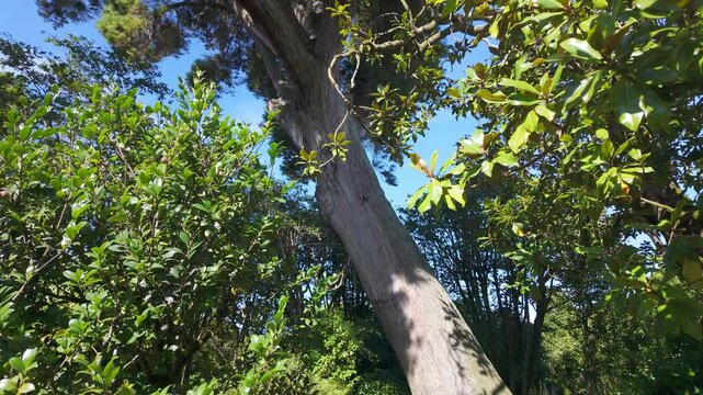Impressive tall sequoia tree in the gardens of the Pazo de Oca, Galicia.
