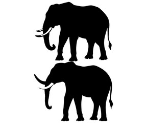 Fototapeta premium Elephant Set Silhouette isolated on white background