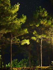 Pine trees light up in the garden at night. Generative Ai