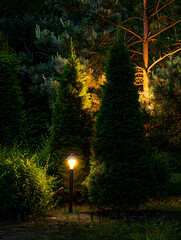 Pine trees light up in the garden at night. Generative Ai