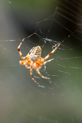 spider on the web