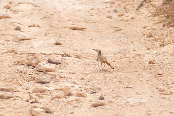 desert lark