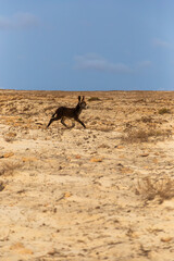 young donkey running