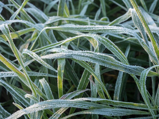 grass in frost on a cold morning