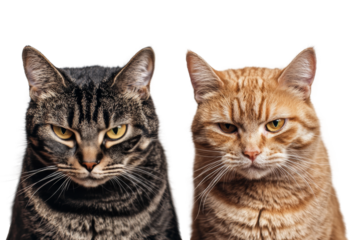 Two contrasting cats express their moods against a transparent backdrop, showcasing unique personalities and emotions