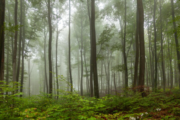 Obraz premium Green foggy morning forest landscape with beech trees.