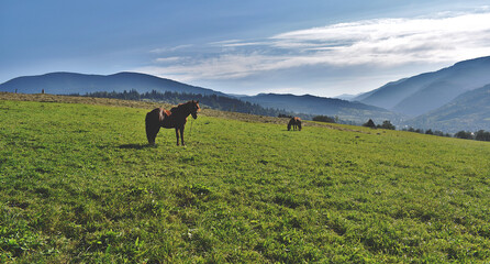 Horses grazing in the mountains.