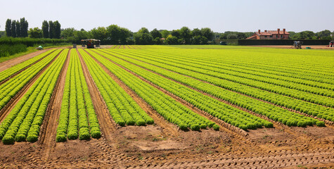 intensive cultivation of green heads of fresh lettuce without using chemical fungicides but only...