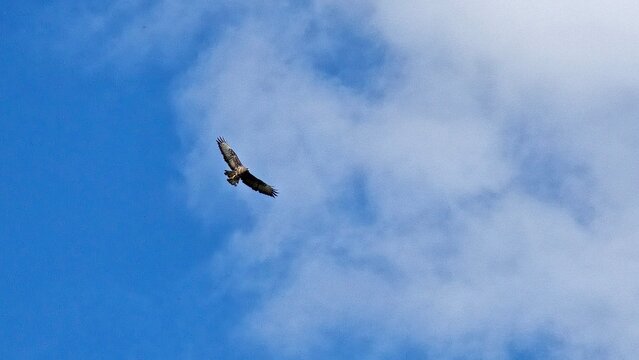 Grand aigle rapace dans un ciel bleu avec des nuages