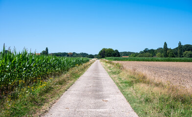 Perspective view over countryroad through agriculture fields  in Kortenaken, Belgium