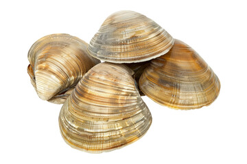 Edible raw clams, on white background. Delicacy food.