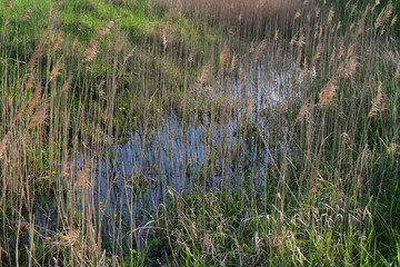 Swamp with dry reeds grew in early spring with green sedge