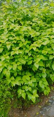 Obraz premium leaves entangled in leaves | The leaves are stuck in the leaves | green | nature 