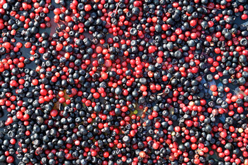 A mix of freshly harvested ripe  or blueberries, top view. Berry background, texture.