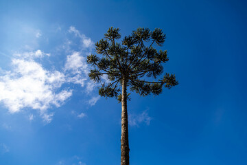 Typical Paraná pine (araucaria angustifolia) grows in cold regions of southern Brazil and produces...