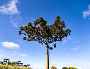 Obraz premium Typical Paraná pine (araucaria angustifolia) grows in cold regions of southern Brazil and produces pine nuts