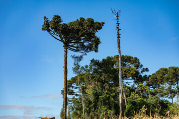 Typical Paraná pine (araucaria angustifolia) grows in cold regions of southern Brazil and produces...