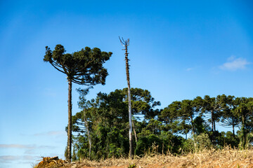 Typical Paraná pine (araucaria angustifolia) grows in cold regions of southern Brazil and produces...
