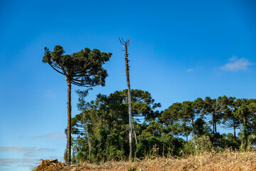 Typical Paraná pine (araucaria angustifolia) grows in cold regions of southern Brazil and produces...