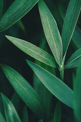 Closeup Green Lush Leaves Nature Abstract Background