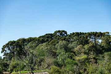 Typical Paraná pine (araucaria angustifolia) grows in cold regions of southern Brazil and produces...