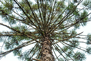 Typical Paraná pine (araucaria angustifolia) grows in cold regions of southern Brazil and produces...