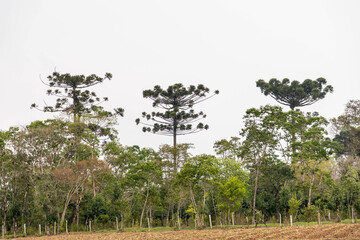 Typical Paraná pine (araucaria angustifolia) grows in cold regions of southern Brazil and produces pine nuts