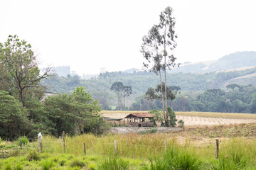 Typical Paraná pine (araucaria angustifolia) grows in cold regions of southern Brazil and produces...