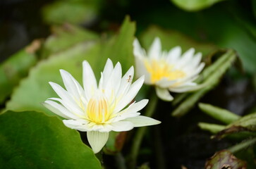 white lotus flowers, water lilies floating in the water pool, image closeup flower