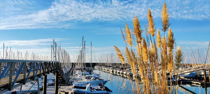 Herbe de pampa et port de Pornic, Loire-Atlantique, France