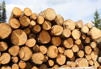 many tree trunks cut and piled on top of each other to form a large stack of wood in the industrial sawmill