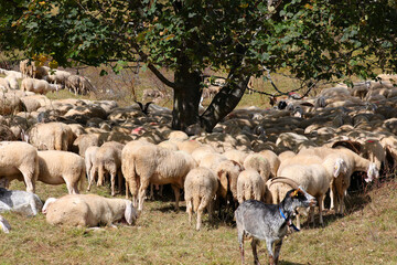 Fototapeta premium many sheep and goats in a flock grazing and seeking shade under the tree during the summer season