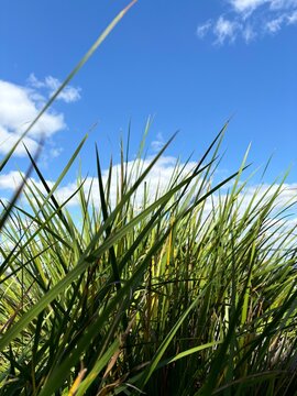 grass and sky