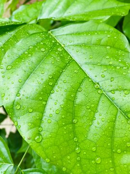 green leaf with water drops