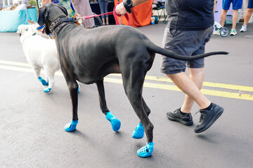 beautiful dog shoe to avoid high temperature of asphalt road in summer