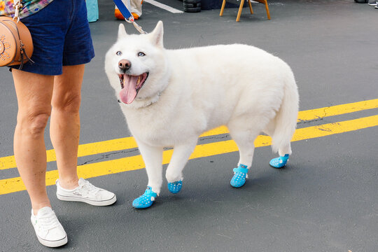 beautiful dog shoe to avoid high temperature of asphalt road in summer