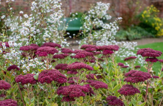 Drought resistant pink sedum flowers reflecting the sun in autumn, at Eastcote House historic walled garden in the Borough of Hillingdon, London, UK