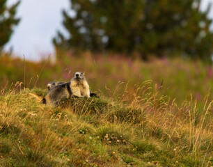 Marmot in the Swiss Alps resting near the burrow. European wildlife.