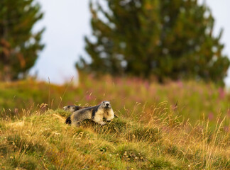 Marmot in the Swiss Alps resting near the burrow. European wildlife.