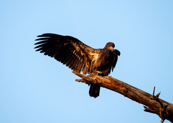 Young Bald Eagle Stretching Its Wings. Dallas, Tex.