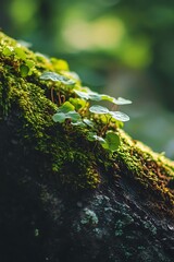 Close up of vibrant green moss and tiny plants growing on a tree bark in a forest
