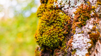 Obraz premium Macro shot of vivid green moss growing on tree bark, natural texture, forest detail, biodiversity close-up