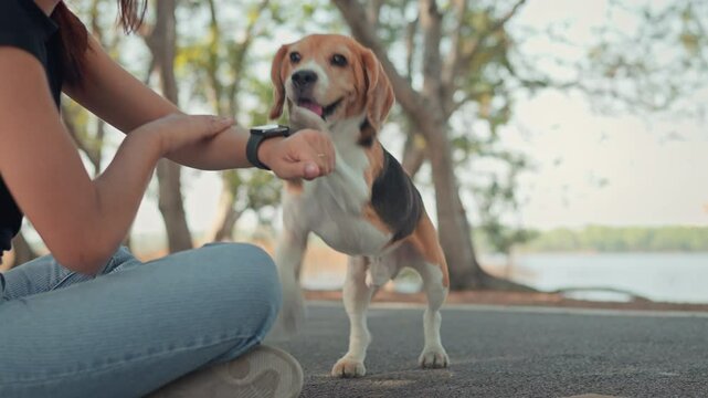 Beagle dog pet learning to give paw on command and getting treats at public park. Dog owner training tricks dog, Teaching discipline and obedient behaviour through play.
