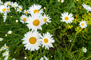 Common Daisy - Bellis Perennis - © Bob