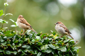 sparrow on a plant