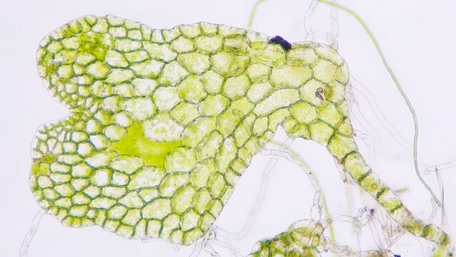 Fern gametophyte under microscope. Fresh sample without staining. Selective focus image